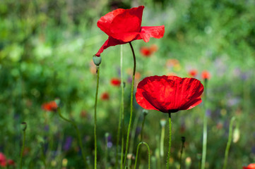 Fototapeta na wymiar Poppies in a garden