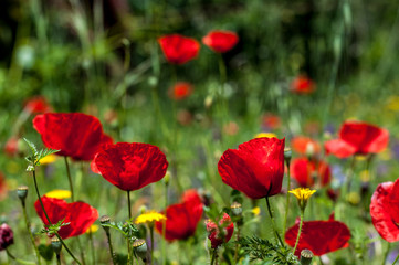 Fototapeta na wymiar Poppies in a garden