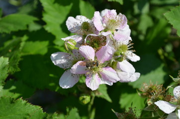  rosa Brombeerblüten mit Biene