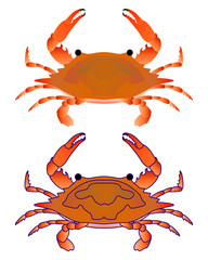 Red crab isoleted on white.. Flat Gradient Sea Food Concept