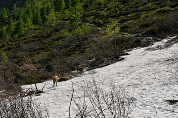 Faune sauvage - Chamonix
