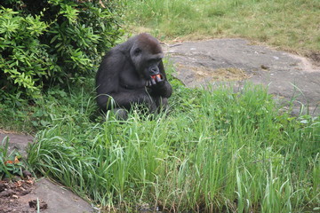Gorilla In A Field