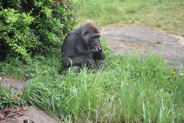 Gorilla In A Field