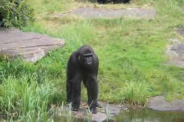 Gorilla In A Field