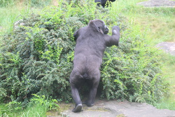 Gorilla In A Field
