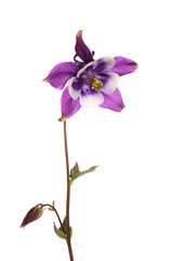 Purple aquilegia flower