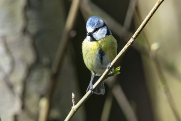 Mésange