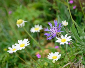 Image shows a beautiful centaurea Montana flower among daisies.