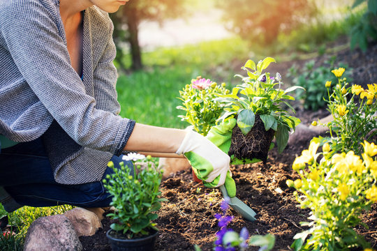 woman planting summer flowers in home garden bed