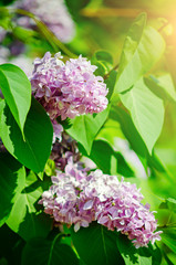 The garden lilac bush blooms in the spring. Closeup, selective focus. Vertical photography.