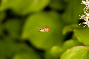 Hover fly is flying (green background)