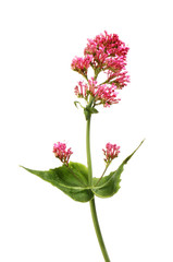 Red valerian flowers and foliage