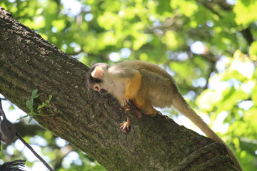 Small Monkey