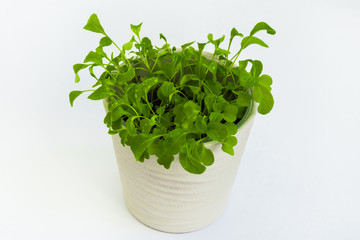 Pot with green rucola leaves growing.