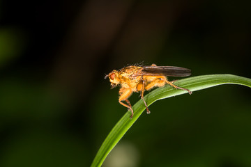 Big hover fly?