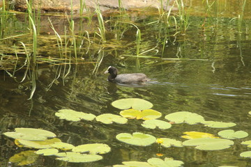 Swimming Duck