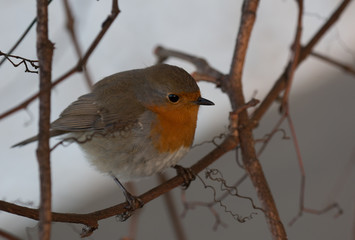 Obraz premium Robin in the garden
