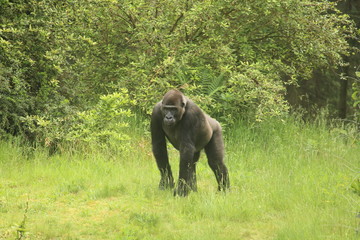Gorilla In A Field