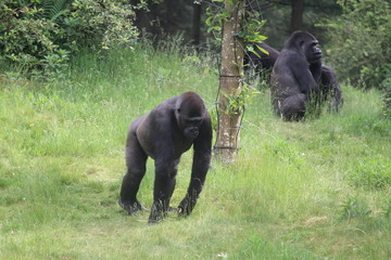 Gorilla In A Field