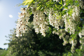 White acacia flowers
