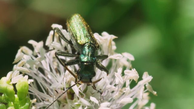 Green beetle (cantharis lytta vesicatoria) collects nectar on white flowers. Macro footage.