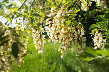 White acacia flowers