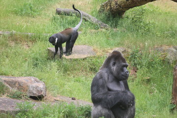 Gorilla In A Field