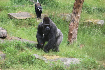 Gorilla In A Field