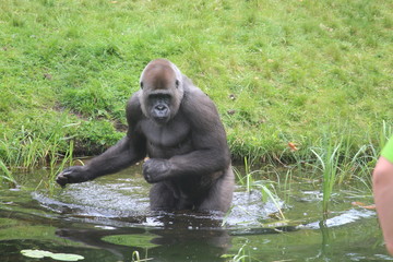 Gorilla In A Field