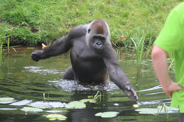 Gorilla In A Field