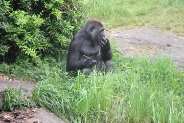 Gorilla In A Field