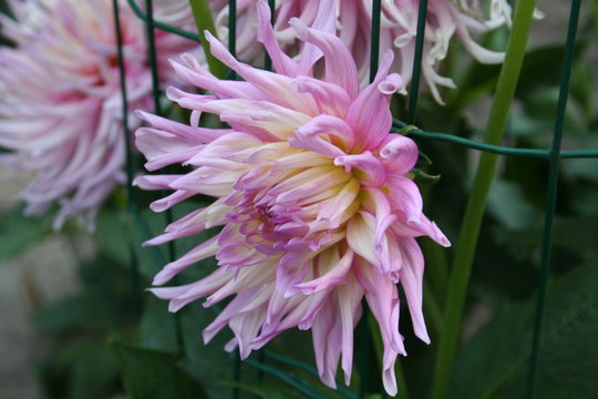 Dalia Stars Favourite