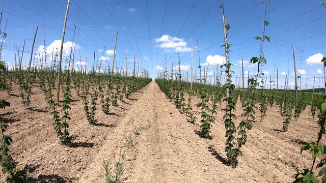 Hopfenanbau in der Hallertau, Hopfen, humulus, Bier, Kletterhilfe, Landwirtschaft, 4K
