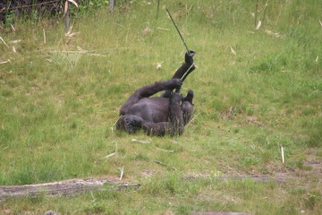Gorilla In A Field