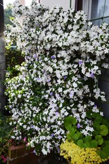 Brunfelsia latifolia