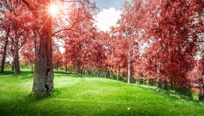 Beautiful autumn park