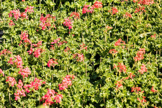 flowering geraniums in a spring flower market