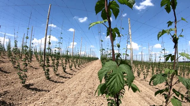 Hopfenanbau in der Hallertau, Hopfen, humulus, Bier, Kletterhilfe, Landwirtschaft, 4K