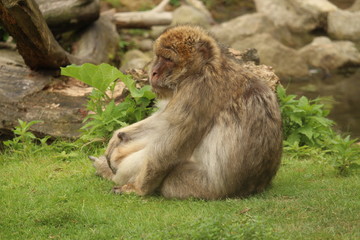 Small Monkey Close Up