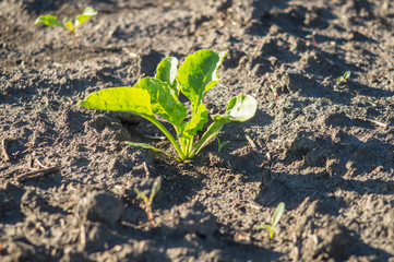 Sugar beet, sugar beet sprouts field