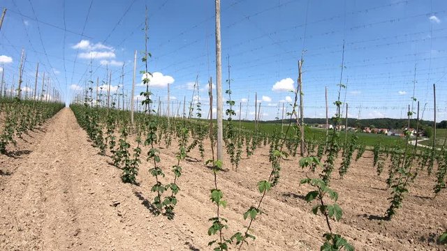 Hopfenanbau in der Hallertau, Hopfen, humulus, Bier, Kletterhilfe, Landwirtschaft, 4K