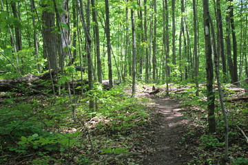 Obraz premium Forest Path