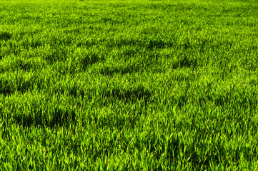 Background of a green juicy grass field with wave patterns from the wind. Spring freshness