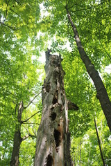 Fototapeta premium Old Woodpecker Tree
