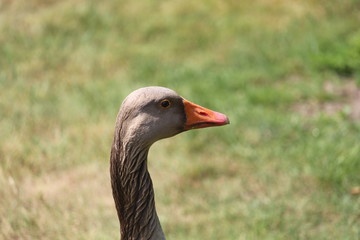 Duck Close Up