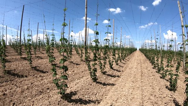 Hopfenanbau in der Hallertau, Hopfen, humulus, Bier, Kletterhilfe, Landwirtschaft, 4K