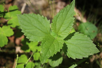 Leaves up Close