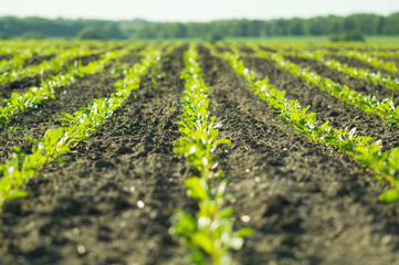 Sugar beet, sugar beet sprouts field