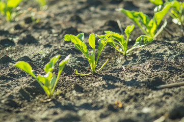 Sugar beet, sugar beet sprouts field