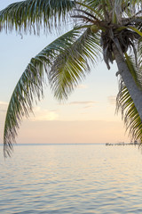 Caribbean Sunrise Palms Background